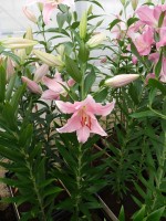 [4212 Pardini No101.JPG]